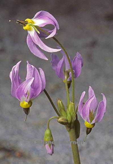 primula fragrans 1 graphic